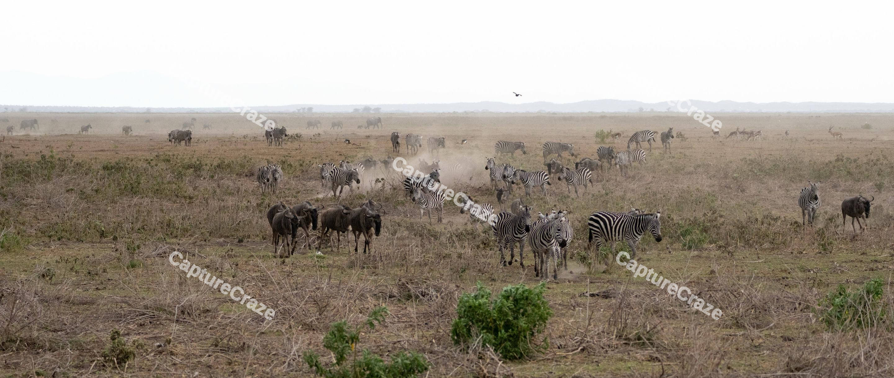 Zebras And Wildebeest